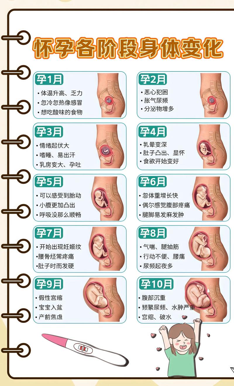 揭秘供卵代孕妈妈怀孕小腹分两节，孕期变化的奥秘邢台代生机构: